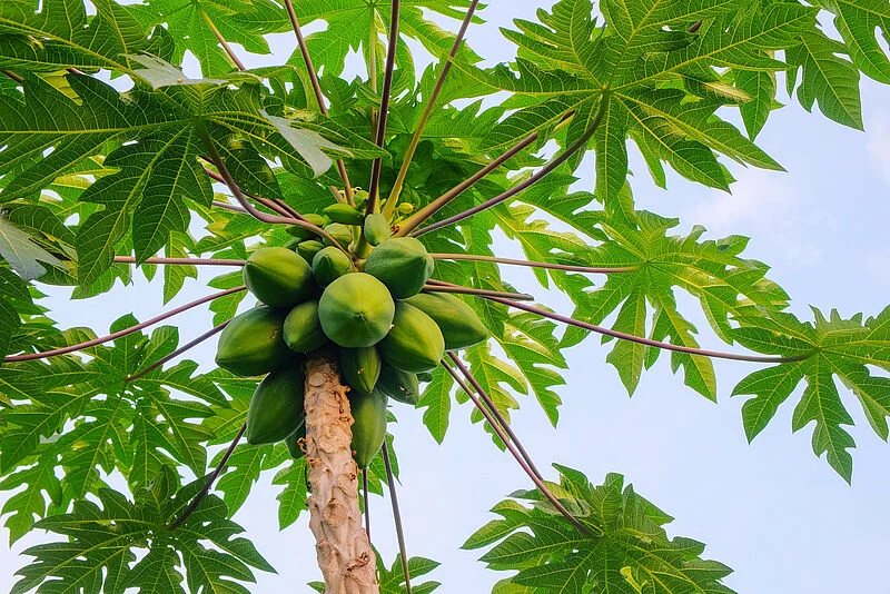csm_Papaya_1_799f99aeb9